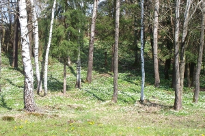 anemonenwald.jpg